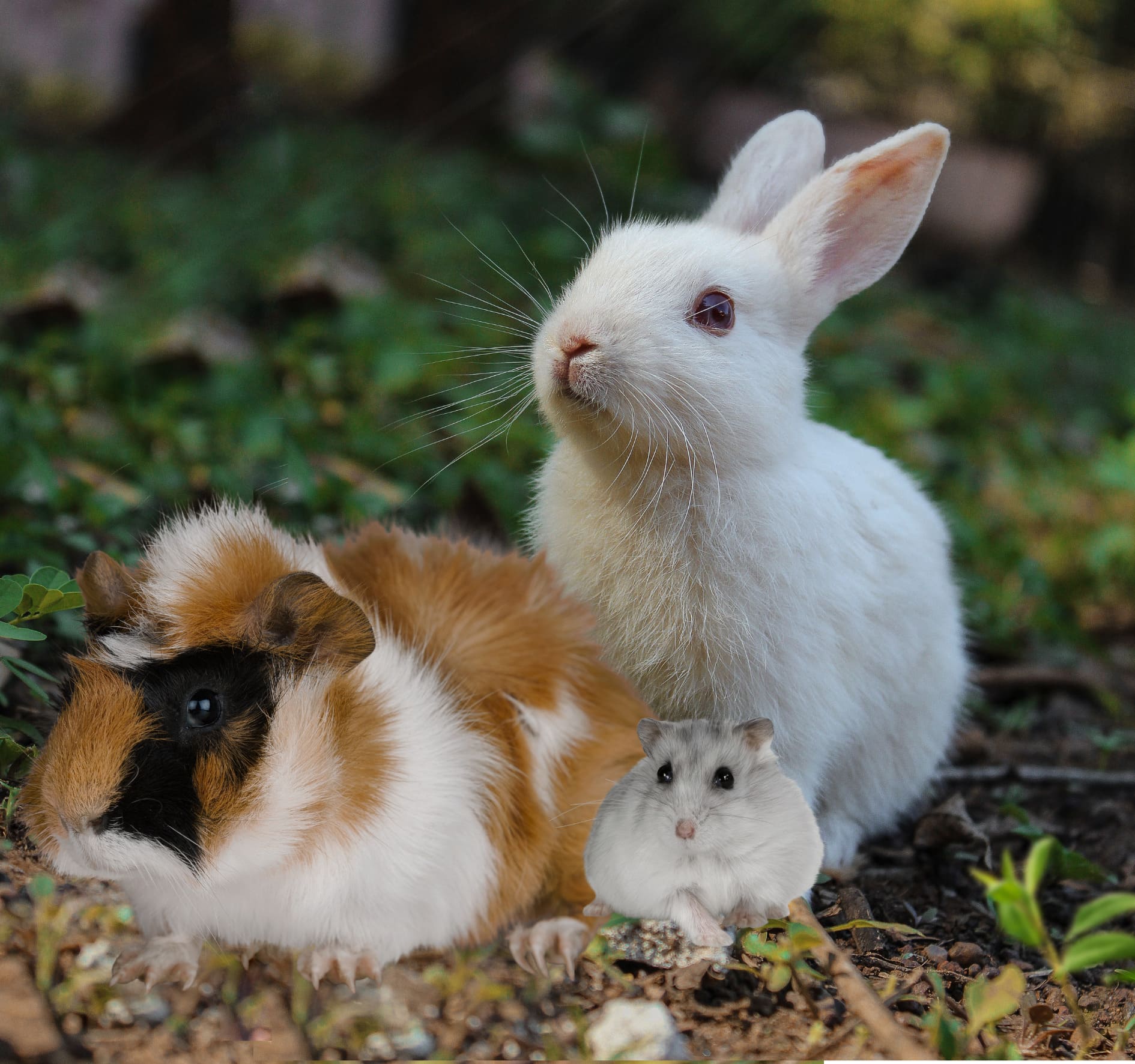 Jungla Santander - Floristería, Huerta y Mascotas