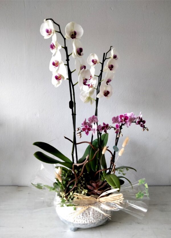 Composición orquídeas