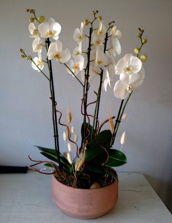 Composición de Orquídeas Blancas
