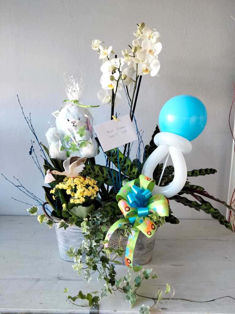 Jungla Santander - Floristería, Huerta y Mascotas
