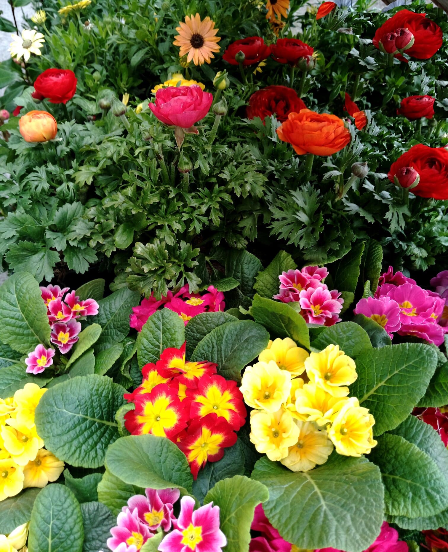Jungla Santander - Floristería, Huerta y Mascotas