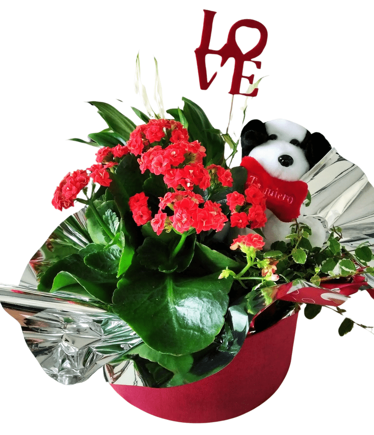 Jungla Santander - Floristería, Huerta y Mascotas