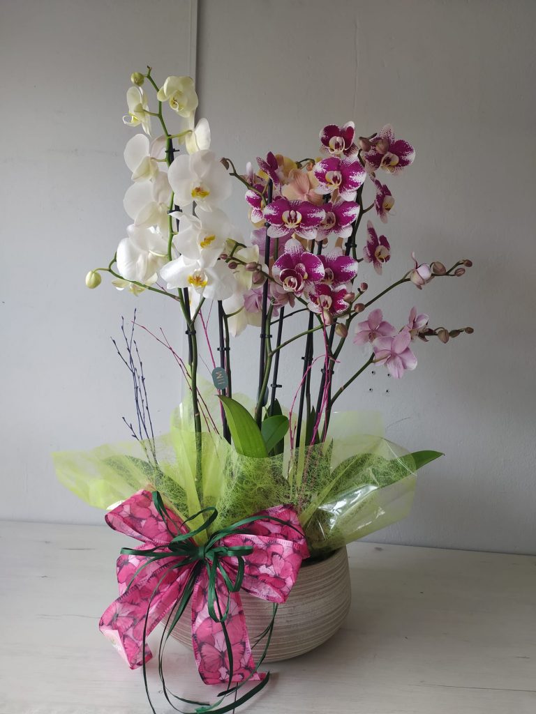 Centro de orquídeas en Santander