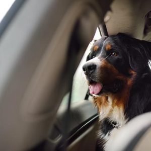 Accesorios de coche para perros en Santander