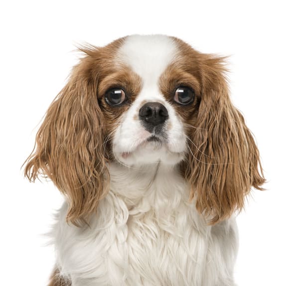 Jungla Santander - Floristería, Huerta y Mascotas