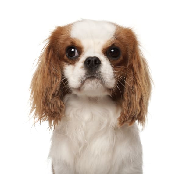 Jungla Santander - Floristería, Huerta y Mascotas