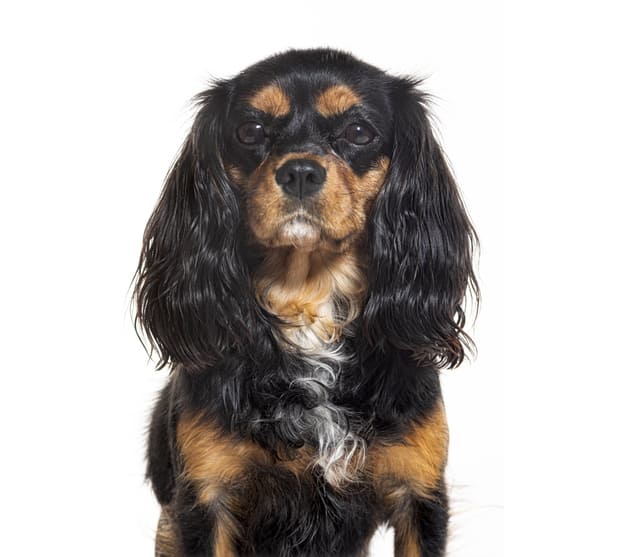 Jungla Santander - Floristería, Huerta y Mascotas