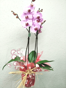 Orquídea en Santander