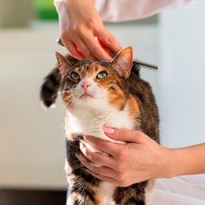 Cepillos y peines para gatos en Santander