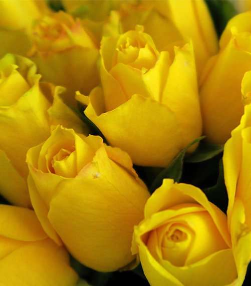 Rosas amarillas en Santander