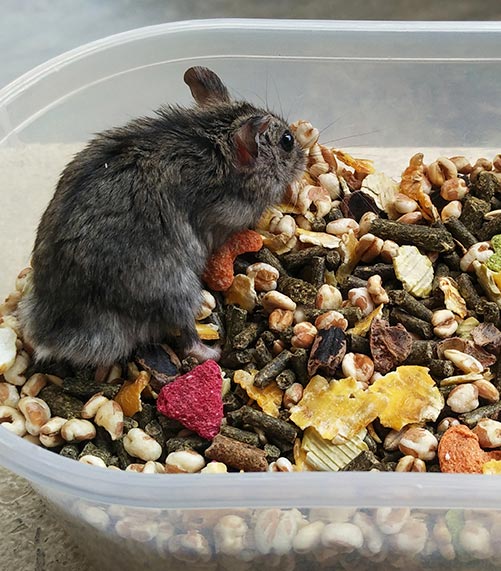 Snacks para roedores en Santander