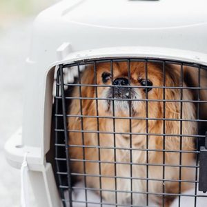 Transportines para perros en Santander